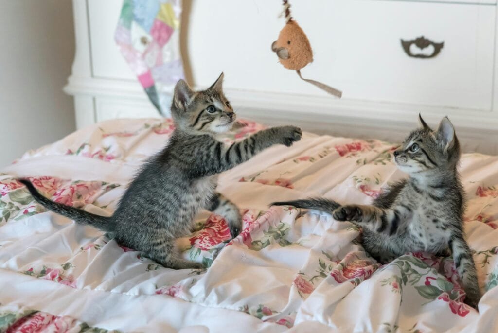 Cat playing with a toy.