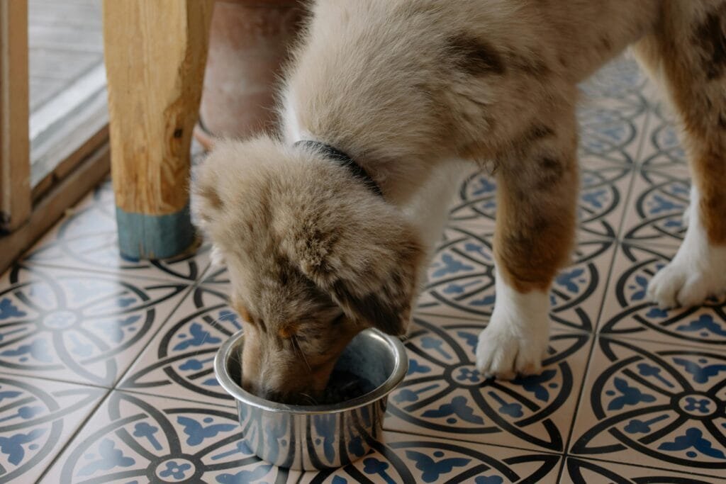 High-quality pet food in a stainless steel bowl.