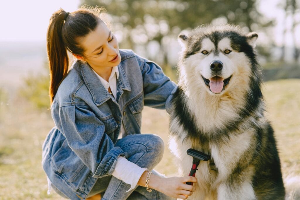 Grooming a dog with a soft-bristle brush. pet supplies