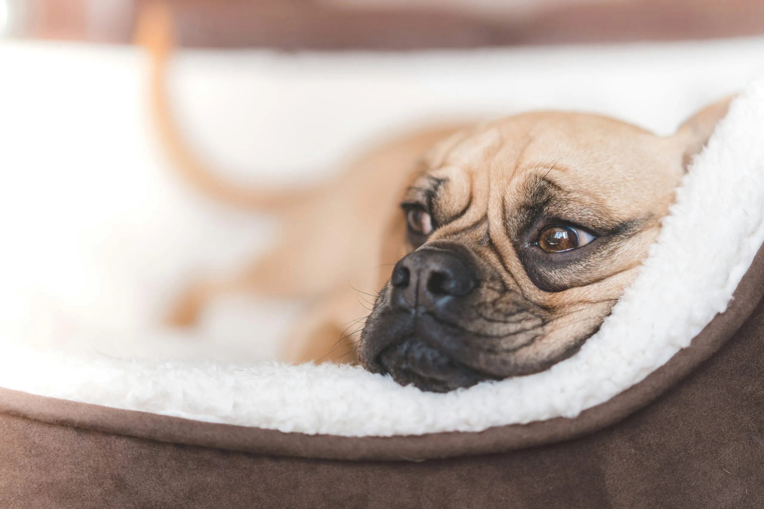 Best Dog Beds for Ultimate Comfort