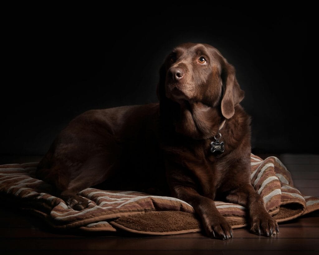 A large orthopedic dog bed with memory foam support.