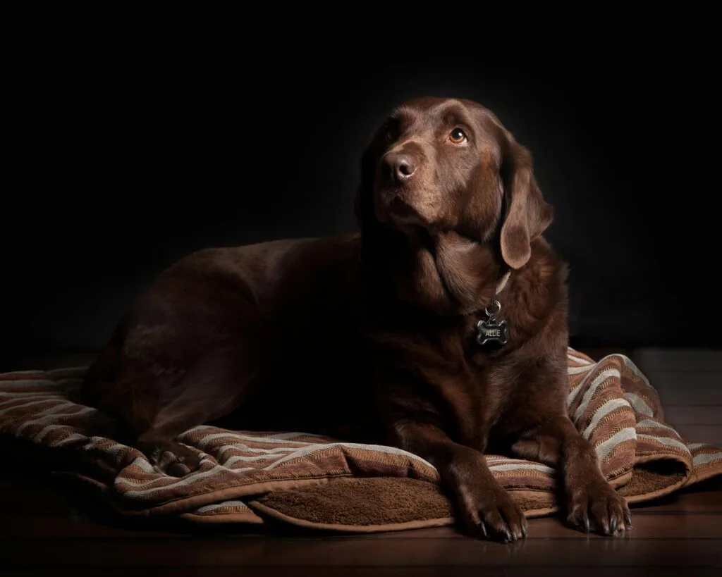 A large orthopedic dog bed with memory foam support.